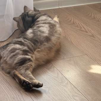 Игрушка для кошек GiGwi Мышка с электронным чипом 75101: отзыв пользователя. Зоомагазин Зоозавр