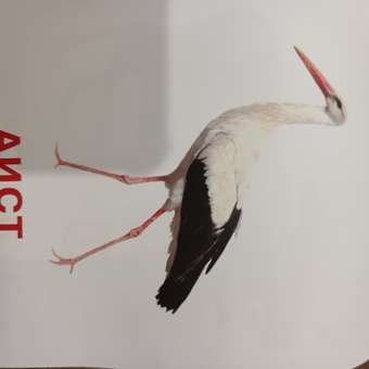 Книга карточки для малышей Дикие животные: отзыв пользователя Детский Мир