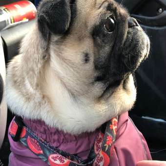 Корм для собак ROYAL CANIN Veterinary Diet Urinary S/O LP 18 при заболеваниях дистального отдела мочевыделительной системы 2кг: отзыв пользователя. Зоомагазин Зоозавр