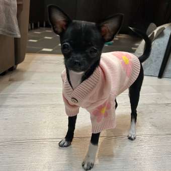 Кардиган для собак Зоозавр: отзыв пользователя. Зоомагазин Зоозавр