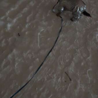 Комбинезон для собак и кошек Зоозавр: отзыв пользователя. Зоомагазин Зоозавр