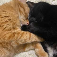 Фото отзыва 10744993