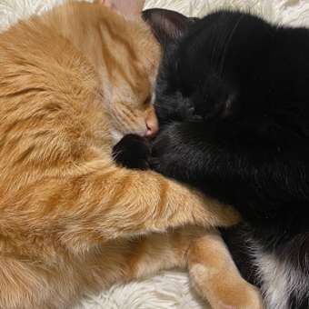 Корм сухой для кошек PRO PLAN 1.5кг с лососем при стерилизации и кастрации: отзыв пользователя. Зоомагазин Зоозавр