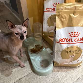 Корм сухой для кошек ROYAL CANIN Sphynx 2кг породы сфинк: отзыв пользователя. Зоомагазин Зоозавр
