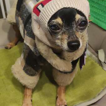 Шапка-шлем для собак и кошек Зоозавр: отзыв пользователя. Зоомагазин Зоозавр