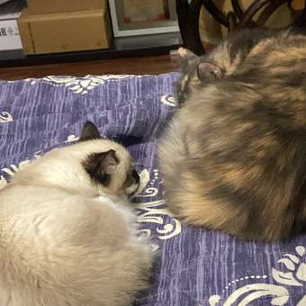 Корм сухой для собак PRO PLAN SENSITIVE DIGESTION 14 кг с ягненком для средних пород: отзыв пользователя. Зоомагазин Зоозавр