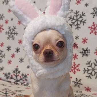 Корм для собак ROYAL CANIN породы чихуахуа 1.5кг: отзыв пользователя. Зоомагазин Зоозавр