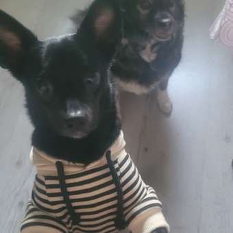 Толстовка для собак и кошек Зоозавр: отзыв пользователя. Зоомагазин Зоозавр