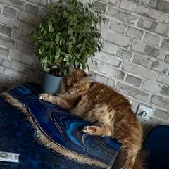 Фото отзыва 10561263