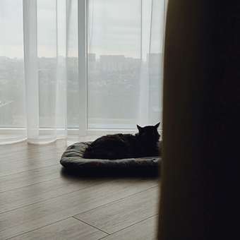 Лежак-матрас Barbaks L 80*50*5см рисунок с авокадо: отзыв пользователя. Зоомагазин Зоозавр