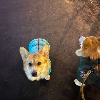 Комбинезон-дождевик Rain Dog: отзыв пользователя. Зоомагазин Зоозавр