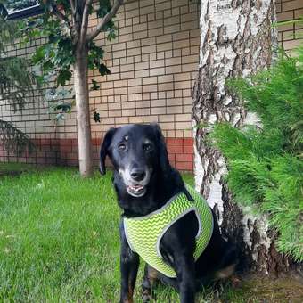 Шлейка для собак Zoozavr L 53-55см Зеленая: отзыв пользователя. Зоомагазин Зоозавр