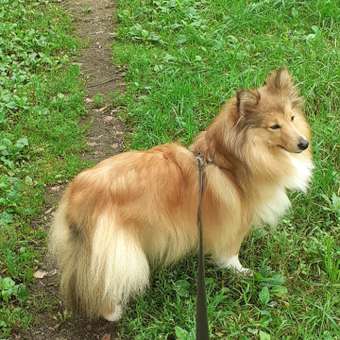 Лакомство для собак Dr.Petzer Омега-3-6 мультивитаминное 60таблеток: отзыв пользователя. Зоомагазин Зоозавр