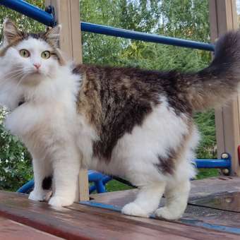 Корм для кошек Farmina ND селдь тыква апельсин 1.5кг: отзыв пользователя. Зоомагазин Зоозавр