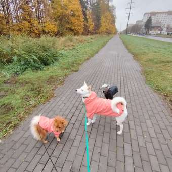 Куртка-дождевик для собак Zoozavr розовый 60: отзыв пользователя. Зоомагазин Зоозавр