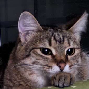 Корм сухой для котят ROYAL CANIN Sterilised 2кг стерилизованных: отзыв пользователя. Зоомагазин Зоозавр