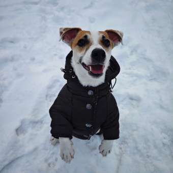 Комбинезон для собак и кошек Зоозавр: отзыв пользователя. Зоомагазин Зоозавр