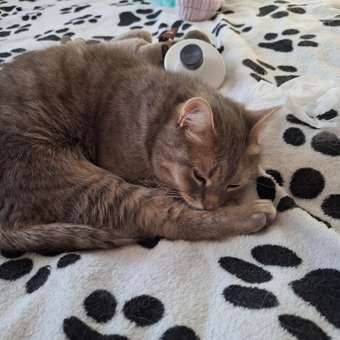 Корм сухой для кошек ROYAL CANIN Hairball Care 400г для профилактики образования волосяных комочков в желудочно-кишечном тракте: отзыв пользователя. Зоомагазин Зоозавр