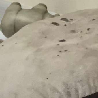 Лежанка для собак Barbaks Плетёная 65*18см: отзыв пользователя. Зоомагазин Зоозавр