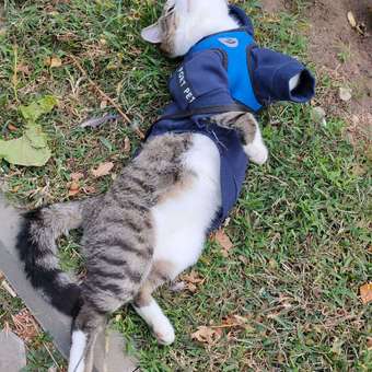 Толстовка для собак и кошек Зоозавр: отзыв пользователя. Зоомагазин Зоозавр