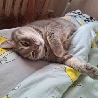 Корм сухой для кошек ROYAL CANIN Fit 32 400г: отзыв пользователя. Зоомагазин Зоозавр