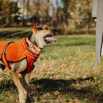 Толстовка для собак ICEPEAK PET 50 Оранжевый 470550872B46550: отзыв пользователя. Зоомагазин Зоозавр
