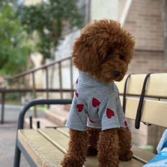 Водолазка для собак Зоозавр: отзыв пользователя. Зоомагазин Зоозавр