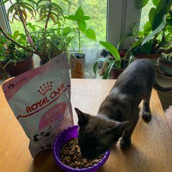 Корм сухой для котят ROYAL CANIN Kitten 300г: отзыв пользователя. Зоомагазин Зоозавр