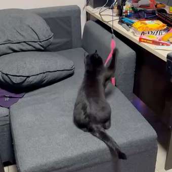 Игрушка для кошек Barbaks Дразнилка-червячок на пластиковой удочке 43см: отзыв пользователя. Зоомагазин Зоозавр