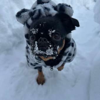 Куртка для собак и кошек Зоозавр: отзыв пользователя. Зоомагазин Зоозавр