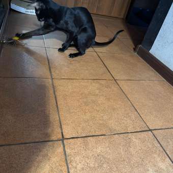 Игрушка для кошек Barbaks Barbaks Метелка с бубенчиком и натуральными перьями 21см: отзыв пользователя. Зоомагазин Зоозавр