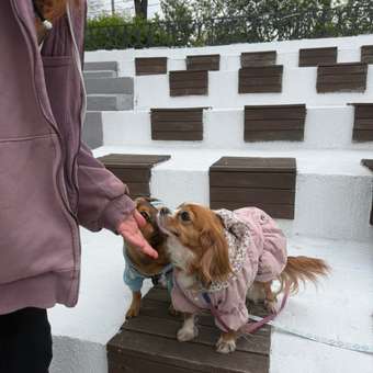 Куртка для собак PIFPAF DOG: отзыв пользователя. Зоомагазин Зоозавр