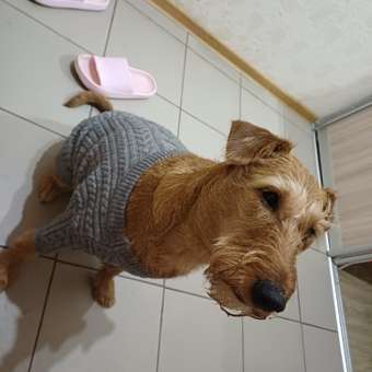 Джемпер для собак и кошек Зоозавр: отзыв пользователя. Зоомагазин Зоозавр