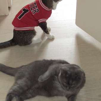 Футболка для собак Зоозавр: отзыв пользователя. Зоомагазин Зоозавр