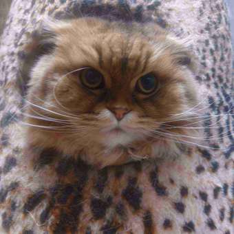 Корм для кошек ROYAL CANIN Veterinary Diet Urinary S/O LP34 Лечение и профилактика МКБ 1.5кг: отзыв пользователя. Зоомагазин Зоозавр