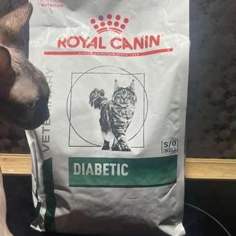 Корм для кошек ROYAL CANIN Diabetic при сахарном диабете 1.5кг: отзыв пользователя. Зоомагазин Зоозавр