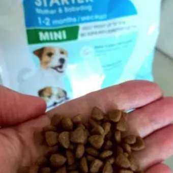 Корм для щенков ROYAL CANIN Starter мелких пород 1кг: отзыв пользователя. Зоомагазин Зоозавр