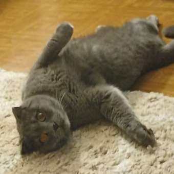 Корм сухой для кошек ROYAL CANIN Fit 32 400г: отзыв пользователя. Зоомагазин Зоозавр