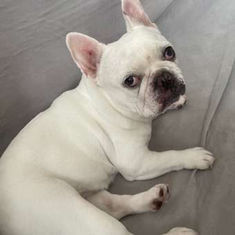 Корм для собак Grandorf 3кг для собак средних и крупных пород белая рыба: отзыв пользователя. Зоомагазин Зоозавр