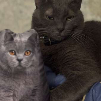 Корм для кошек ROYAL CANIN 350г Urinary S/O: отзыв пользователя. Зоомагазин Зоозавр