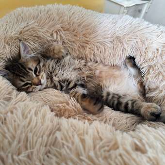 Корм для котят Steline 85г для стерилизованных индейка-артишок в желе: отзыв пользователя. Зоомагазин Зоозавр