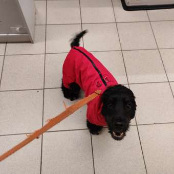 Комбинезон для собак и кошек Зоозавр: отзыв пользователя. Зоомагазин Зоозавр