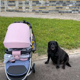 Коляска прогулочная Babyton Cosmo Pink розовый: отзыв пользователя Детский Мир