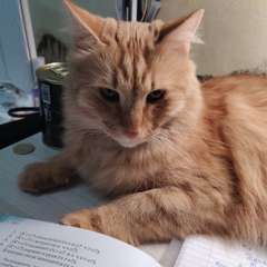 Фото отзыва 10914047