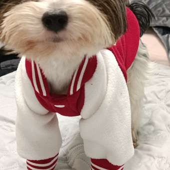 Бомбер для собак и кошек Зоозавр: отзыв пользователя. Зоомагазин Зоозавр