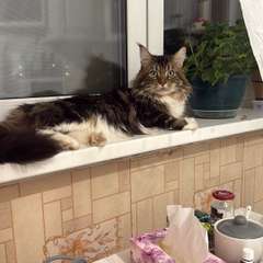 Фото отзыва 10590538