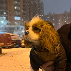 Фото отзыва 10646521