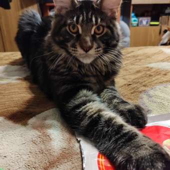 Корм сухой для котят ROYAL CANIN Kitten 300г: отзыв пользователя. Зоомагазин Зоозавр