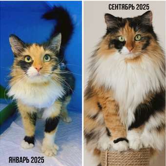 Корм сухой ROYAL CANIN Sterilised 37 2кг для стерилизованных кошек: отзыв пользователя. Зоомагазин Зоозавр