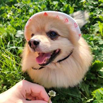 Панама для собак Зоозавр: отзыв пользователя. Зоомагазин Зоозавр